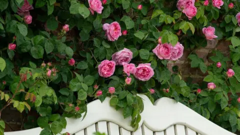 Sophie Bolesworth/National Trust Pink roses in bloom above a white bench.