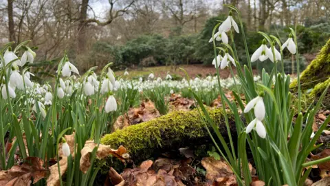 Charlotte Vowden/BBC Swathes of white snowdrops surround a moss-coated tree