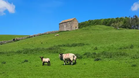 Gadabout Sheep and lambs enjoying the sun in a field with thick tufts of grass behind them and a stone house higher on the hill behind the. The mother sheep is stood next to two lambs.
