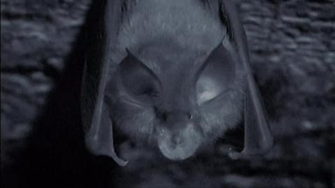 Bat facing the camera whilst hanging upside down from the ceiling 