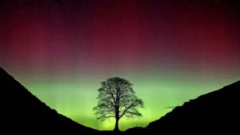 The Sycamore Gap tree silhouetted against the Northern Lights. The part around the tree is neon green and blends up to red and black.