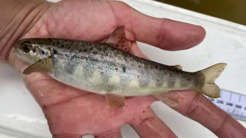 Environment Agency Photograph of a young salmon which was found in the River Goyt in Stockport. The fish is pictured on a human hand.