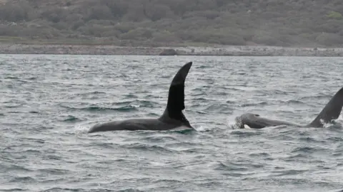 AK Wildlife Cruises The two orca brothers towards the surface with their dorsal fins clear of the water. There is the shore behind them.