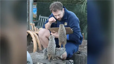 Drusillas Park A man sitting down counting meerkats.