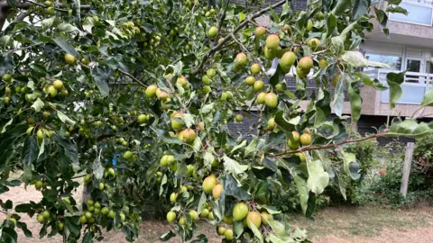 Apples hang on a branch in front of a tower block