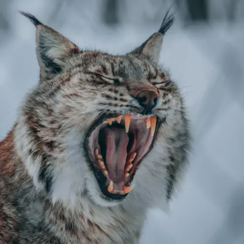 Getty Images A lynx is yawning. It's mouth is open wide and showing its teeth. It is pictured against a snowy background.