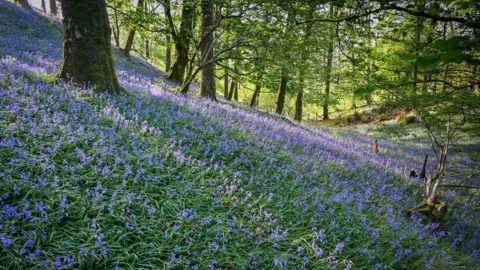Ian Bolton A forest full of bright lilac bluebells. The colours are very picturesque and there are rays of sunlight which shine on green leaves.