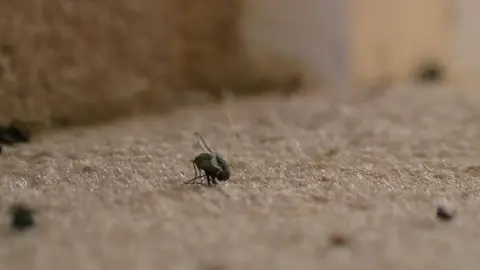 The photo shows a dead fly in sharp focus lying on a beige carpet with other flies out of focus in the foreground and background.