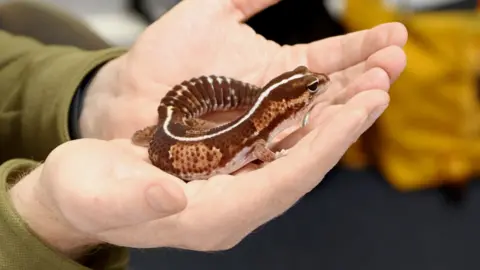 A close-up image of a small gecko with brown spots and a white stripe is being held in two hands by someone wearing a green top.