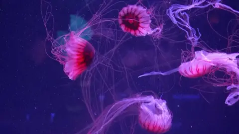 Four pink jellyfish swimming