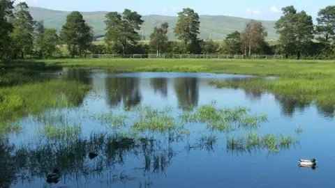 A pond of water with overgrown weeds and a small duck swimming by. Trees and hills are visible in the background.
