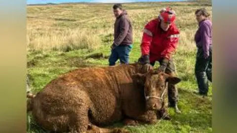 A firefighter holding on to Cinnamon the bullock after it was rescued from the sinkhole