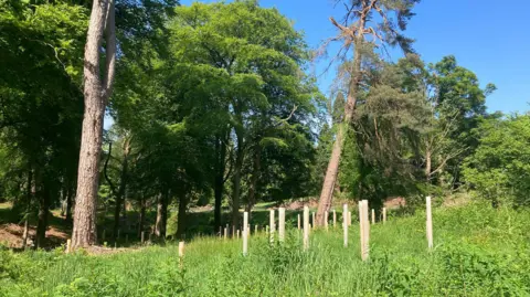 A wooded area, with lush green grass, shrubs and saplings inside grey tubes