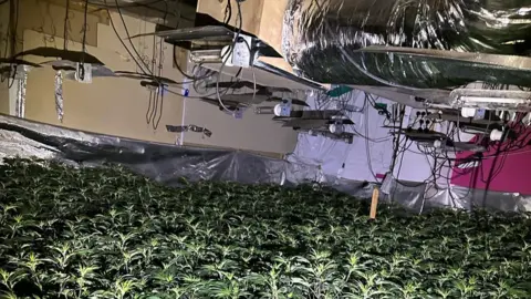 Merseyside Police Dozens of cannabis plants can be seen with various equipment including heat lamps.