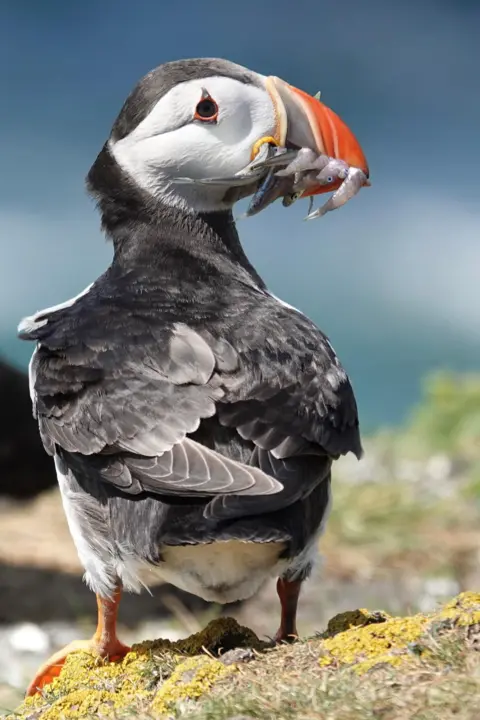 Jen McNaught A puffin, with a bright orange beak perched on a rock. It has a mouthful of small fish.