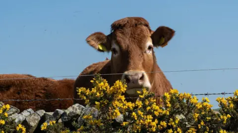 A cow looks through two stands of wire at the top of a stone wall covered in yellow flowers. The cow has brown fur and some small flies on its face.