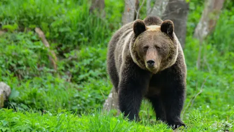 Brown bear in Poland's Bieszczady region, with greenery in the background