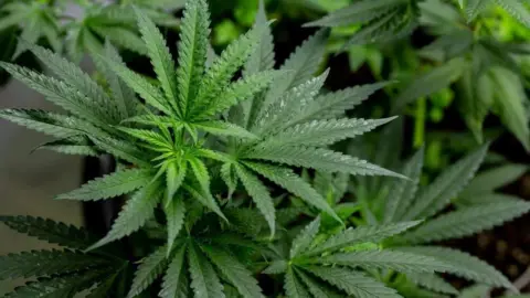Getty Images Close up of a lush green cannabis plant