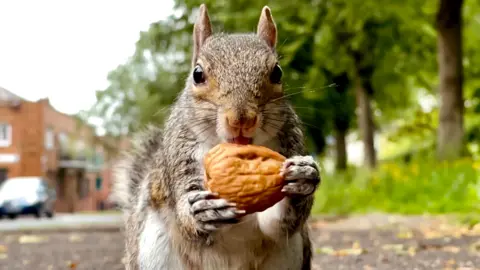 A grey squirrel holding a nut between its paws