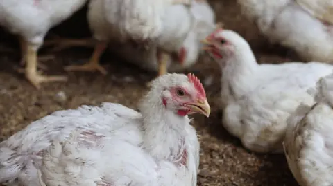 Several white chickens gathered on a dirt or sawdust-covered ground. One chicken is prominently in the foreground, sitting with its body resting on the ground, showing a red comb and beak.