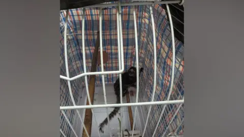 RSPCA A chequered laundry bag with a white cage containing a monkey.