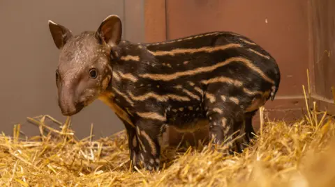 A young tapir calf with cream stripes and spots on its dark coat stands on straw bedding inside a zoo enclosure. 