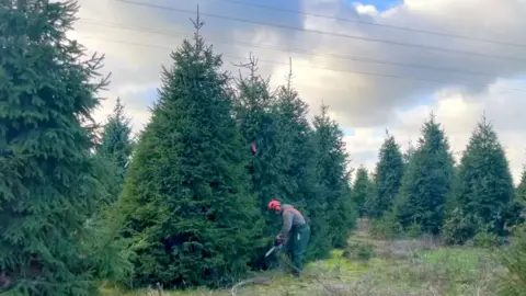 Supplied A tree at a Christmas tree farm being felled.