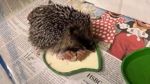 Yvonne Cox A hedgehog eating some meat from a green food bowl that appears to also be filled with a type of thick milk.