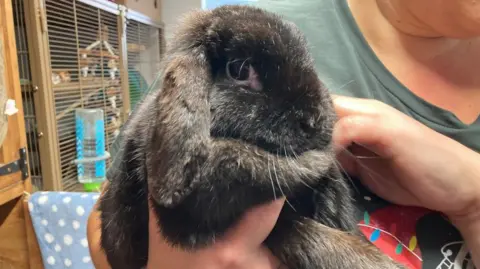 A black-coloured rabbit looking at the camera. It is being held by someone at the animal shelter.