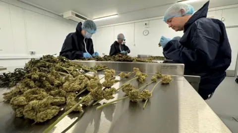 Dalgety's staff manually cuts cannabis flowers from the stems.