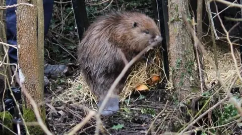 A large brow furry beaver is standing in the entrance of a cage within a woodland area. 