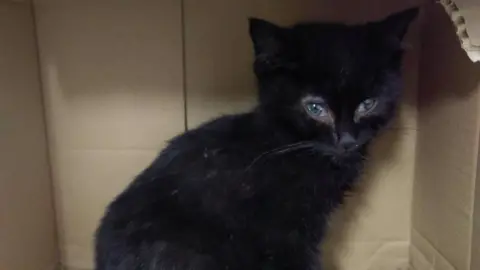 Alderney Animal Welfare Society Renfield the kitten