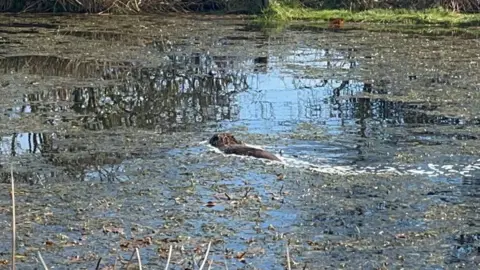 BBC A brown animal swimming in a large area of water with grasses and other plants on the surface