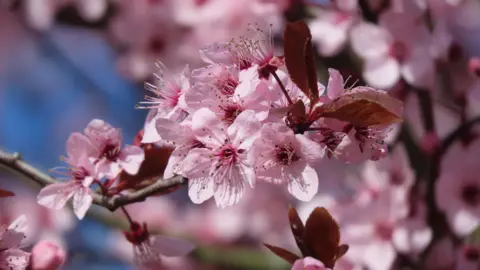 BBC Weather Watchers/Ell B Pink cherry blossom flowers can be seen on thin branches.