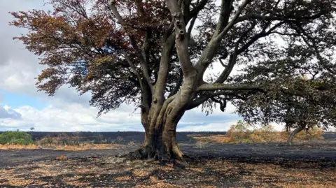 A large tree stands in the middle of a scorched heath.