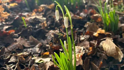 Nene Park Trust A snowdrop flower- with green stems and a white bulb pictured between crisp fallen leaves. 
