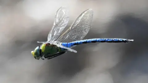 Tim Squire Emperor dragonfly 