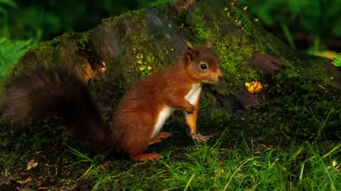 Philip Formby / Woodland Trust A baby red squirrel - known as a kitten - sits in front of a partially moss covered tree stump, one paw raised. There is grass and foliage in the foreground and background, with the background out of focus.