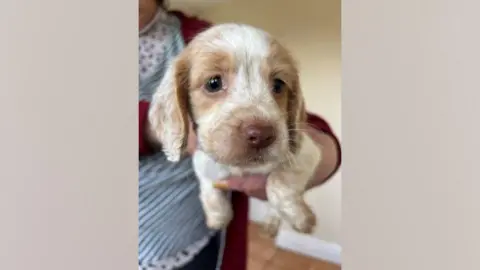 The dog is young cocker spaniel and is white and has brown patches around its eyes and nose.