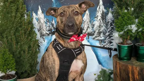 DGCR A brown and gold dog with a red bow tie sits looking at the camera