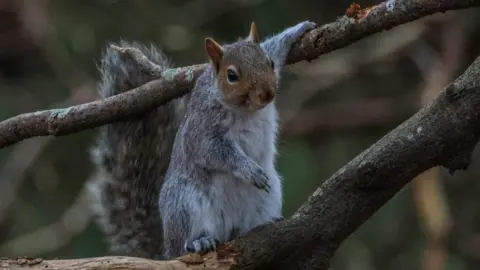 Anna Sukeforth A grey squirrel rests one arm above itself on a tree branch. Its other arm and paw rest beside its body.