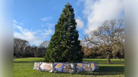 A tree with fencing around it