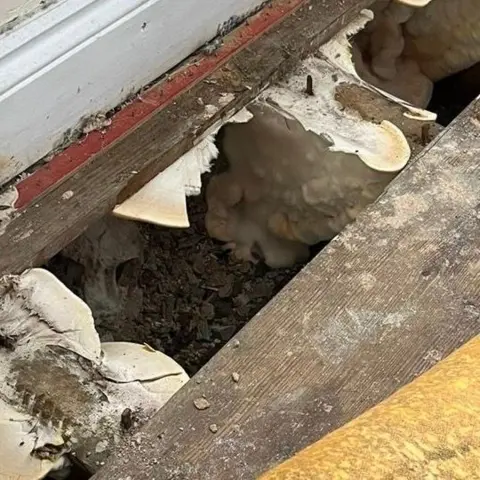 Dry rot fungus underneath the floorboards in Tormooja Khatun's house