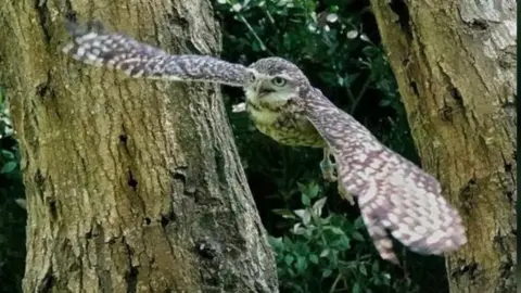 Jane White A burrowing owl mid flight over bluebells