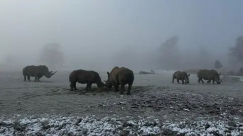 Five rhinos are pictured in a misty and frosty paddock