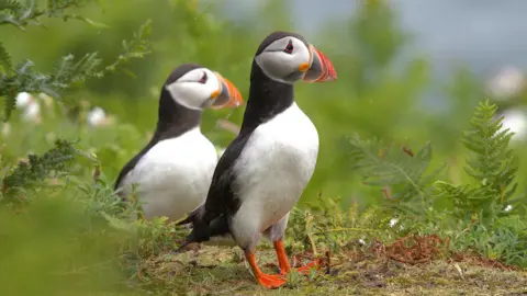 Two puffins stand among moss, grass and wild plants. They have white breasts and black backs and necks. Their faces are white and their beaks and their beaks and his webbed feet are orange. 