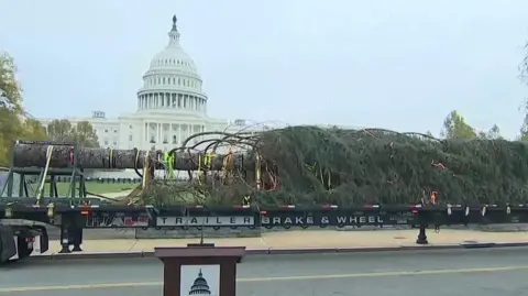 A huge Christmas tree on a flatbed lorry in font of the US Capitol building