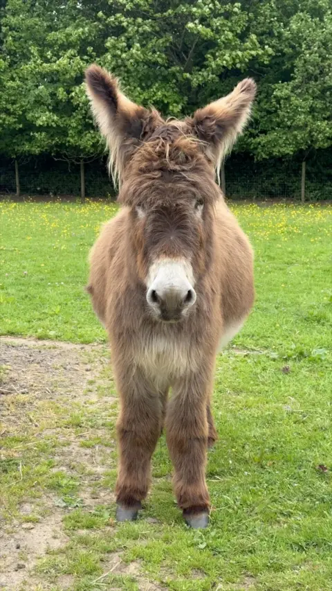 Donkey stands in a field looking towards the camera. The donkey has a brown fluffy coat.