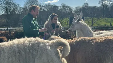 MIA FITZPATRICK/BBC A man and woman pet llamas on a farm.