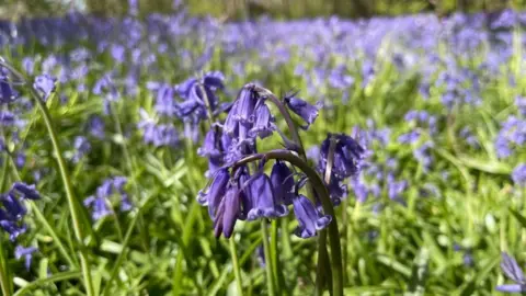 BBC Sun shines on a mass of bluebell flowers against fresh green stalks and leaves
